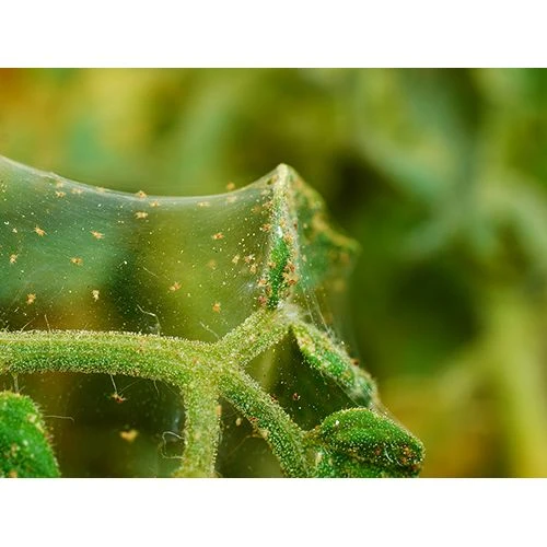 Ecostyle Aaltjes Roofmijt Tegen Spint 20 M² 4 Ecostyle Aaltjes Roofmijt Tegen Spint 20 M² - Afbeelding 2