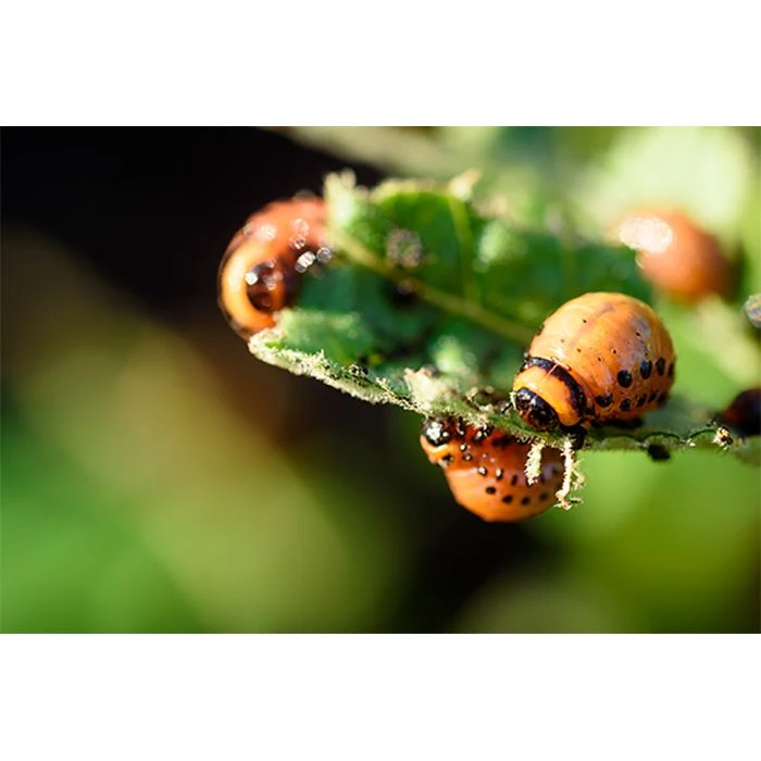 Ecostyle Aaltjes Tegen Coloradokever 10 M² 4 Ecostyle Aaltjes Tegen Coloradokever 10 M² - Afbeelding 2