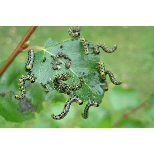 Ecostyle Aaltjes Tegen Larven Bladwesp 60 M² 4 Ecostyle Aaltjes Tegen Larven Bladwesp 60 M² - Afbeelding 2