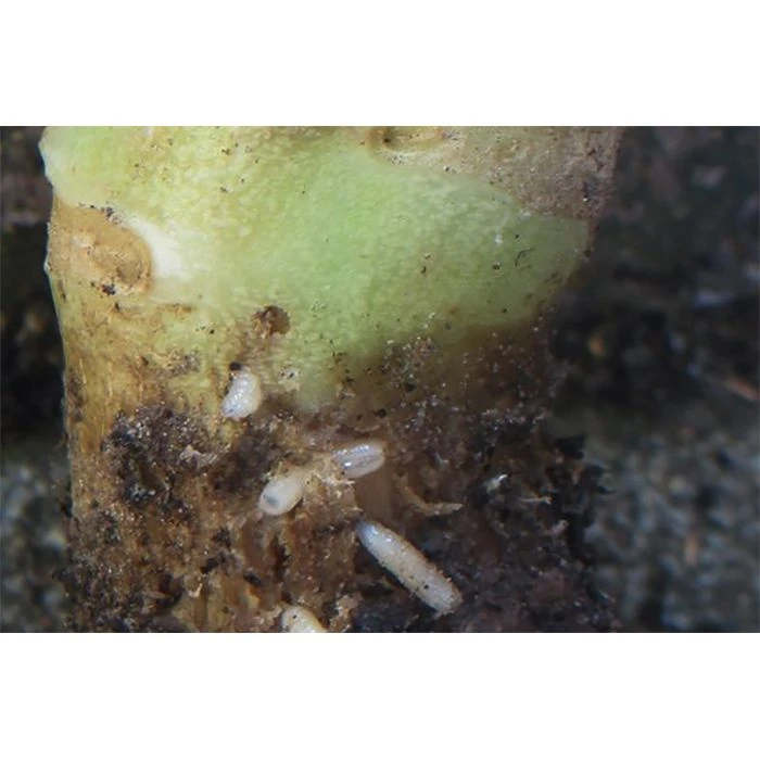 Ecostyle Aaltjes Tegen Larven Koolvlieg 60 M2 4 Ecostyle Aaltjes Tegen Larven Koolvlieg 60 M2 - Afbeelding 2