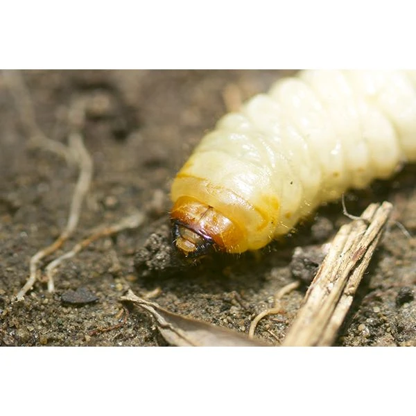 Ecostyle Aaltjes Tegen Larven Taxus-kever H 500 M² 4 Ecostyle Aaltjes Tegen Larven Taxus-kever H 500 M² - Afbeelding 2