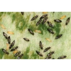 Ecostyle Aaltjes Tegen Larven Trips 10 M² -Deoosteindeonline Winkel ecostyle aaltjes tegen larven trips 10 m 1593614082 2 l