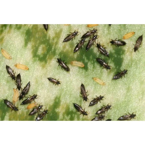 Ecostyle Aaltjes Tegen Larven Trips 50 M² 5 Ecostyle Aaltjes Tegen Larven Trips 50 M² - Afbeelding 3