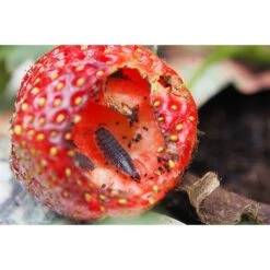 Ecostyle Aaltjes Tegen Pissebedden Val 5 Ecostyle Aaltjes Tegen Pissebedden Val -Deoosteindeonline Winkel ecostyle aaltjes tegen pissebedden val 1612384869 1 l