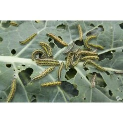 Ecostyle Aaltjes Tegen Rupsen 60 M² -Deoosteindeonline Winkel ecostyle aaltjes tegen rupsen 60 m 1612380190 1 l