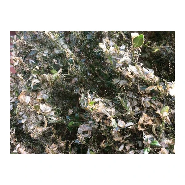 Ecostyle Aaltjes Tegen Rupsen Van De Buxusmot 20 M² 4 Ecostyle Aaltjes Tegen Rupsen Van De Buxusmot 20 M² - Afbeelding 2