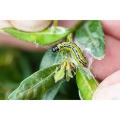 Ecostyle Aaltjes Tegen Rupsen Van De Buxusmot 20 M² 7 Ecostyle Aaltjes Tegen Rupsen Van De Buxusmot 20 M² -Deoosteindeonline Winkel ecostyle aaltjes tegen rupsen van de buxusmot 20 m 1612379851 2 l