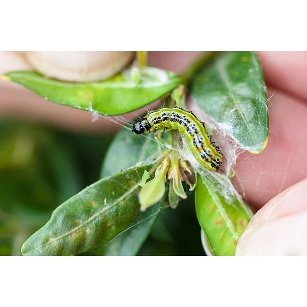 Ecostyle Aaltjes Tegen Rupsen Van De Buxusmot 20 M² 5 Ecostyle Aaltjes Tegen Rupsen Van De Buxusmot 20 M² - Afbeelding 3