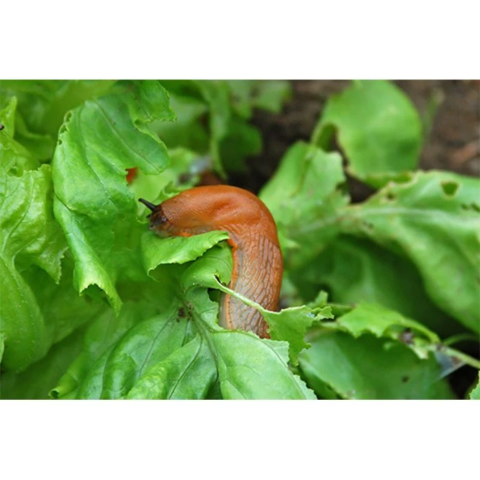 Ecostyle Aaltjes Tegen Slakken 40 M2 4 Ecostyle Aaltjes Tegen Slakken 40 M2 - Afbeelding 2