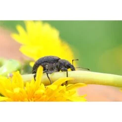 Ecostyle Aaltjes Tegen Taxuskevers Val -Deoosteindeonline Winkel ecostyle aaltjes tegen taxuskevers val 1593604669 1 l