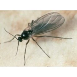 Ecostyle Aaltjes Tegen Varenrouwmug 25 M² 6 Ecostyle Aaltjes Tegen Varenrouwmug 25 M² -Deoosteindeonline Winkel ecostyle aaltjes tegen varenrouwmug 25 m 668x490 6239a8b383d2c l