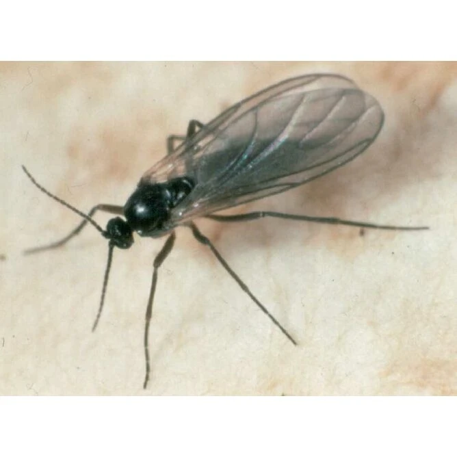 Ecostyle Aaltjes Tegen Varenrouwmug 25 M² 4 Ecostyle Aaltjes Tegen Varenrouwmug 25 M² - Afbeelding 2