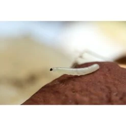 Ecostyle Aaltjes Tegen Varenrouwmug 5 M² -Deoosteindeonline Winkel ecostyle aaltjes tegen varenrouwmug 5 m 1593614513 2 l