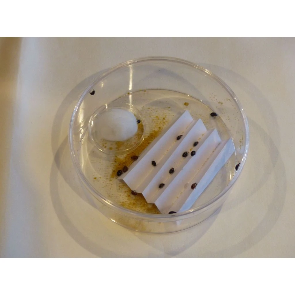 Ecostyle Kweek Je Eigen Lieveheersbeestjes 4 Ecostyle Kweek Je Eigen Lieveheersbeestjes - Afbeelding 2