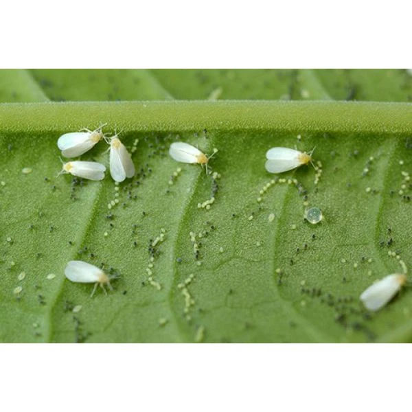 Ecostyle Sluipwesp Tegen Larven Witte Vlieg 4 Ecostyle Sluipwesp Tegen Larven Witte Vlieg - Afbeelding 2