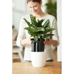 Elho Self-watering Insert 33 Living Black -Deoosteindeonline Winkel elho self watering insert 33 living black 1555686992 1 l