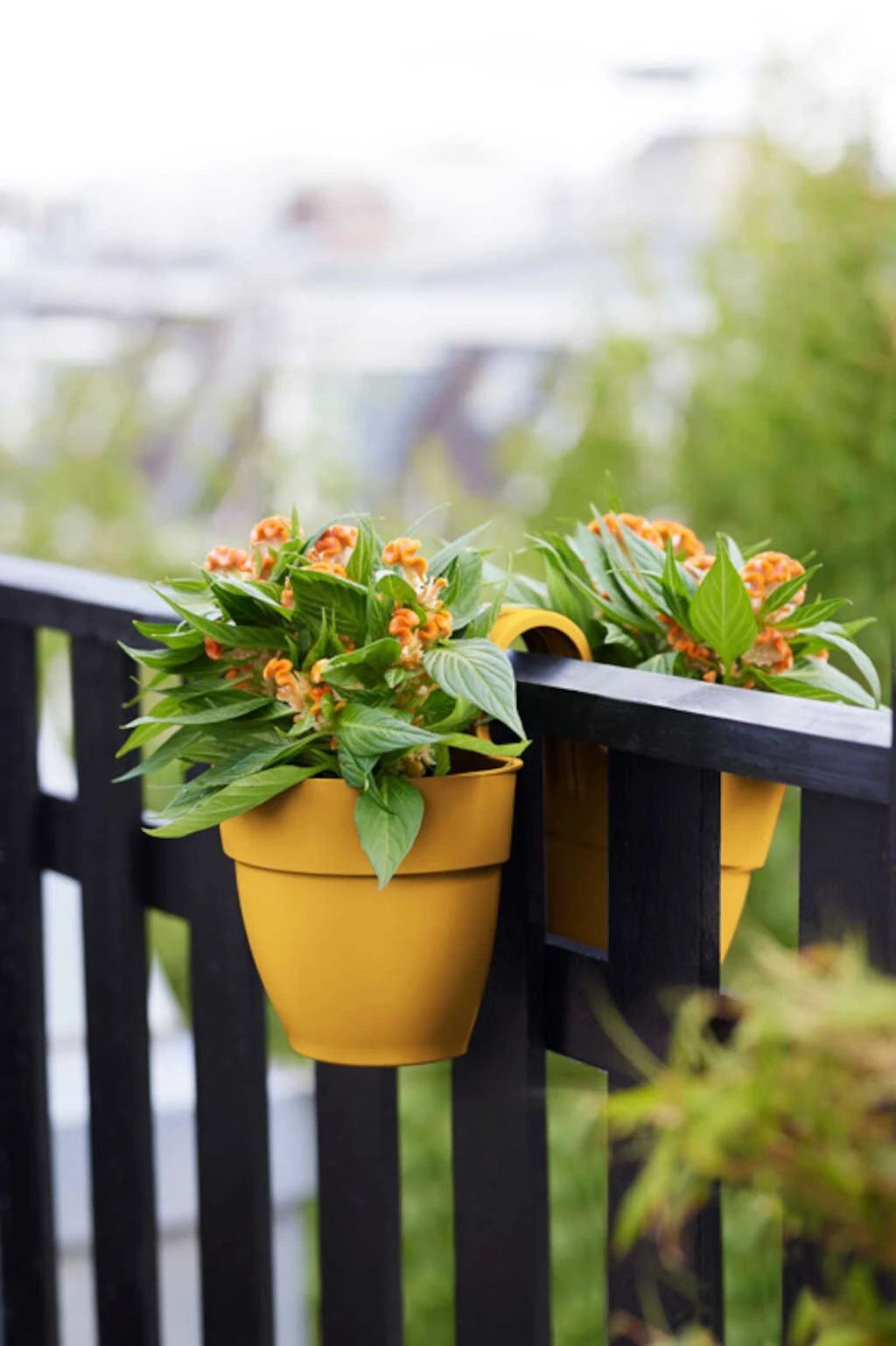 Elho Vibia Campana Flower Twin 21 Honinggeel 6 Elho Vibia Campana Flower Twin 21 Honinggeel - Afbeelding 4