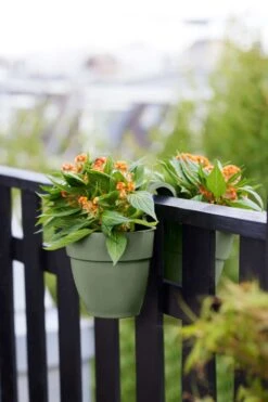 Elho Vibia Campana Flower Twin 21 Pistachegroen 9 Elho Vibia Campana Flower Twin 21 Pistachegroen -Deoosteindeonline Winkel elho vibia campana flower twin 21 pistachegroen 1023x1536 61e5666c4552b l