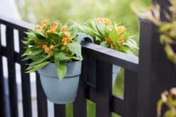 Elho Vibia Campana Flower Twin 21 Vintage Blauw 9 Elho Vibia Campana Flower Twin 21 Vintage Blauw -Deoosteindeonline Winkel elho vibia campana flower twin 21 vintage blauw 1024x682 61e54e3f844dc l