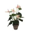Mica Anthurium Licht Roze -Deoosteindeonline Winkel mica anthurium licht roze 1024x1024 645e4be82ae0b l