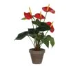 Mica Anthurium Rood -Deoosteindeonline Winkel mica anthurium rood 1024x1024 645e4cf28caf3 l