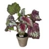Mica Begonia Rood