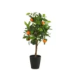 Mica Citrus Sinensis 75 Cm Oranje 2 Mica Citrus Sinensis 75 Cm Oranje -Deoosteindeonline Winkel mica citrus sinensis 75 cm oranje 756x504 64635417c51cf l