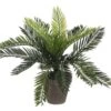 Mica Cycas Palm Groen