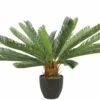 Mica Cycas Revoluta S Groen 72 Cm -Deoosteindeonline Winkel mica cycas revoluta s groen 72 cm 756x504 646352c94c5eb l
