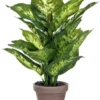 Mica Dieffenbachia Groen 2 Mica Dieffenbachia Groen -Deoosteindeonline Winkel mica dieffenbachia groen 778x1024 645e1ec887b69 l