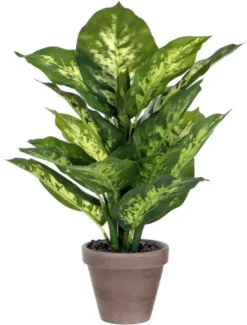 Mica Dieffenbachia Groen