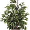Mica Ficus Exotica Bont 2 Mica Ficus Exotica Bont -Deoosteindeonline Winkel mica ficus exotica bont 686x1024 645e2245f0fe5 l