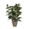 Mica Ficus Natasja Groen -Deoosteindeonline Winkel mica ficus natasja groen 1623484388 l