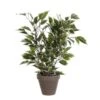 Mica Ficus Natasja Groen / Bont -Deoosteindeonline Winkel mica ficus natasja groen bont 1623484542 l
