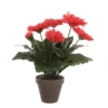 Mica Gerbera In Pot Roze -Deoosteindeonline Winkel mica gerbera in pot roze 1024x1024 64635634212ad l