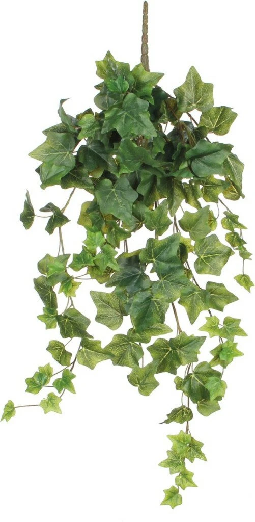 Mica Hedera Hang 71 Cm Groen 3 Mica Hedera Hang 71 Cm Groen