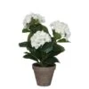 Mica Hortensia In Pot Wit