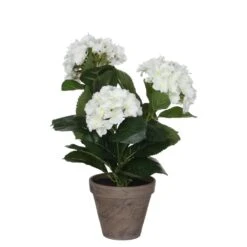 Mica Hortensia In Pot Wit