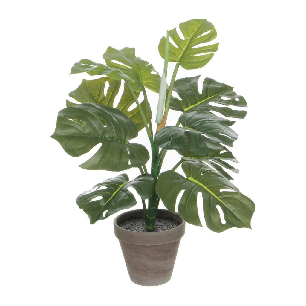 Mica Monstera Groen 3 Mica Monstera Groen