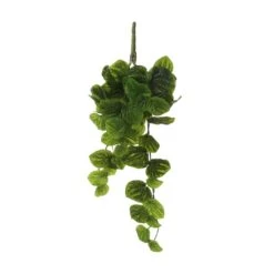 Mica Peperomia Hang 58 Cm