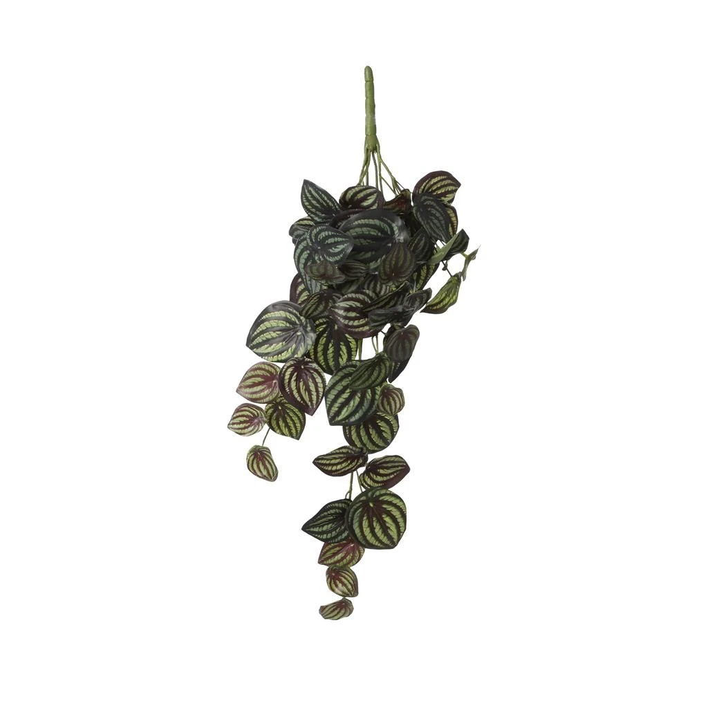 Mica Peperomia Hang 58 Cm Groen 3 Mica Peperomia Hang 58 Cm Groen