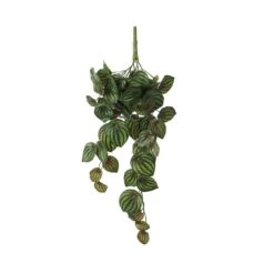 Mica Peperomia Hang Plant Groen