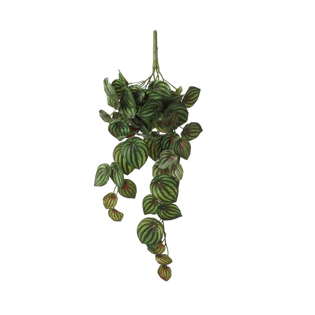 Mica Peperomia Hang Plant Groen 3 Mica Peperomia Hang Plant Groen