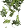 Mica Philodendron Selloum Hang Groen -Deoosteindeonline Winkel mica philodendron selloum hang groen 518x1024 645e4f295ce1b l