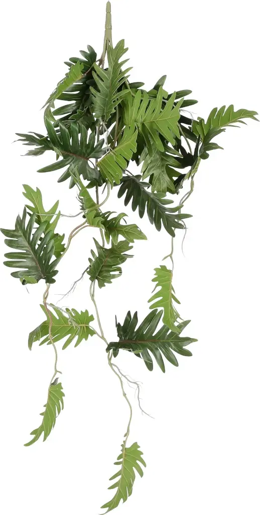 Mica Philodendron Selloum Hang Groen 3 Mica Philodendron Selloum Hang Groen