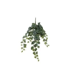 Mica Scindapsus Hang 71 Cm