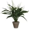 Mica Spathiphyllum Wit 2 Mica Spathiphyllum Wit -Deoosteindeonline Winkel mica spathiphyllum wit 944x1024 645e20bcc9fc6 l