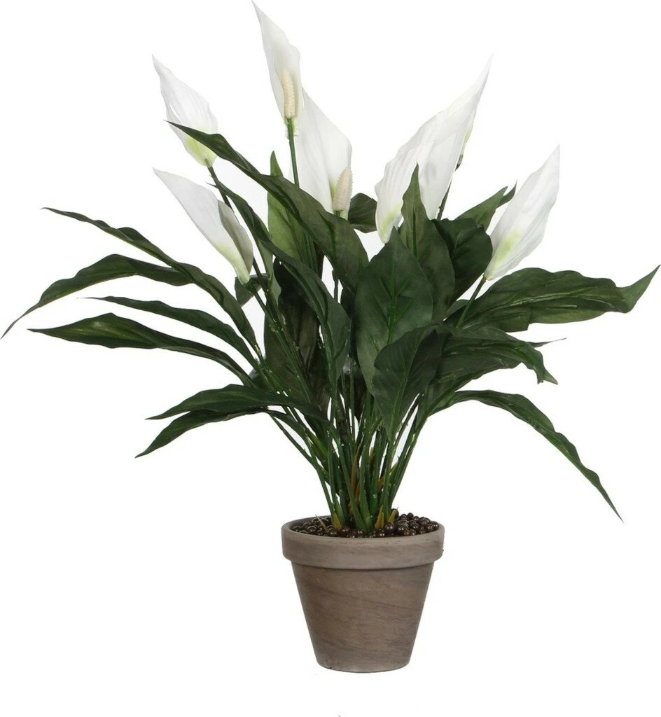 Mica Spathiphyllum Wit 3 Mica Spathiphyllum Wit