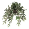 Mica Tradescantia Hang Groen -Deoosteindeonline Winkel mica tradescantia hang groen 1024x1024 645e216cbd7cf l