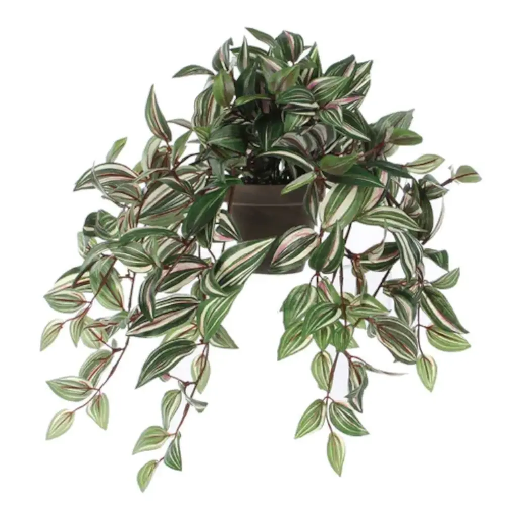 Mica Tradescantia Hang Groen 3 Mica Tradescantia Hang Groen
